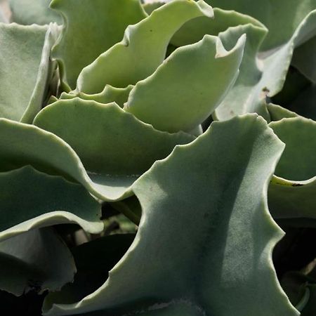 Casa Ulivo Agave Favignana At My Place المظهر الخارجي الصورة