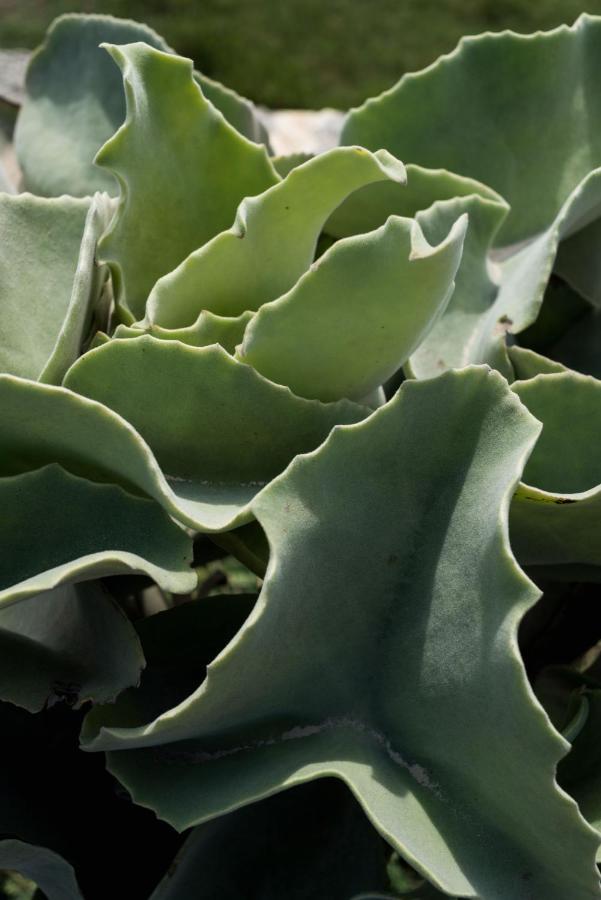 Casa Ulivo Agave Favignana At My Place المظهر الخارجي الصورة